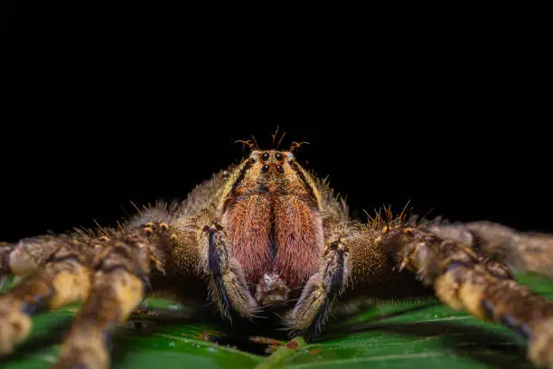 Photo of Wandering spider