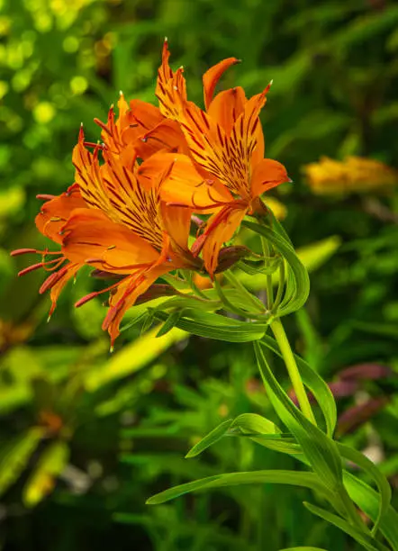 Wildflower in North Cascades National Park.