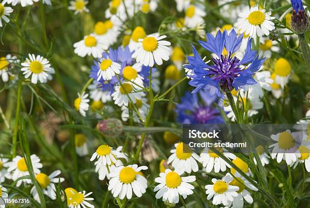 Niemiec Chamomile I Niebieski Chaber 01 - zdjęcia stockowe i więcej obrazów Bez ludzi - Bez ludzi, Chaber, Fotografika