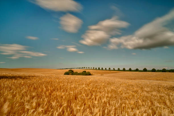 istock Field of ripening grain, Germany around Pasewalk 1159673663