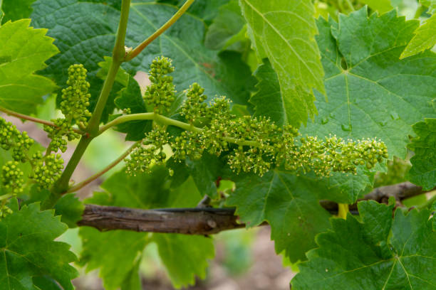 istock Young green unripe grape vines in vineyard close up 1159674244
