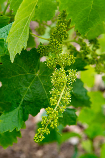 istock Young green unripe grape vines in vineyard close up 1159674248