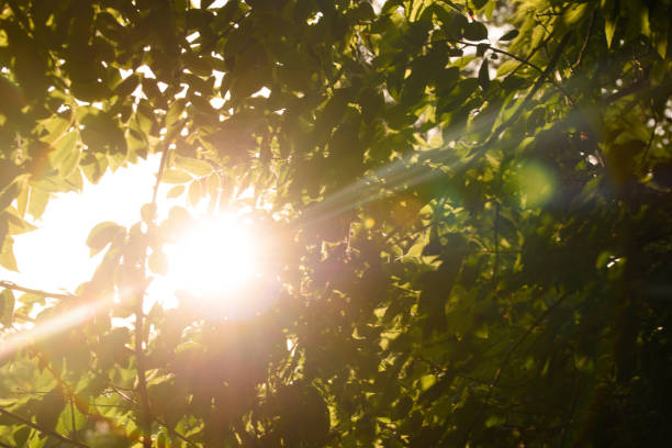 istock Beautiful view in the summer park at sunset 1159674318
