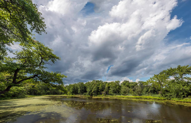 istock Lush green pond on the Chesapeake Bay 1159674365