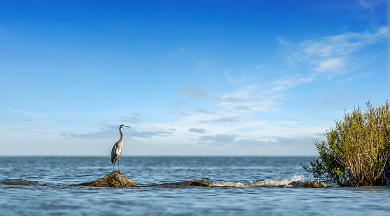 Great Blue Heron majestically standing on a rock jetty looking out over the Chesapeake Bay in Maryland on a clear sunny day
