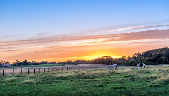 Horses quietly grazing in a lush meadow on a rural farm in Maryland at sunset