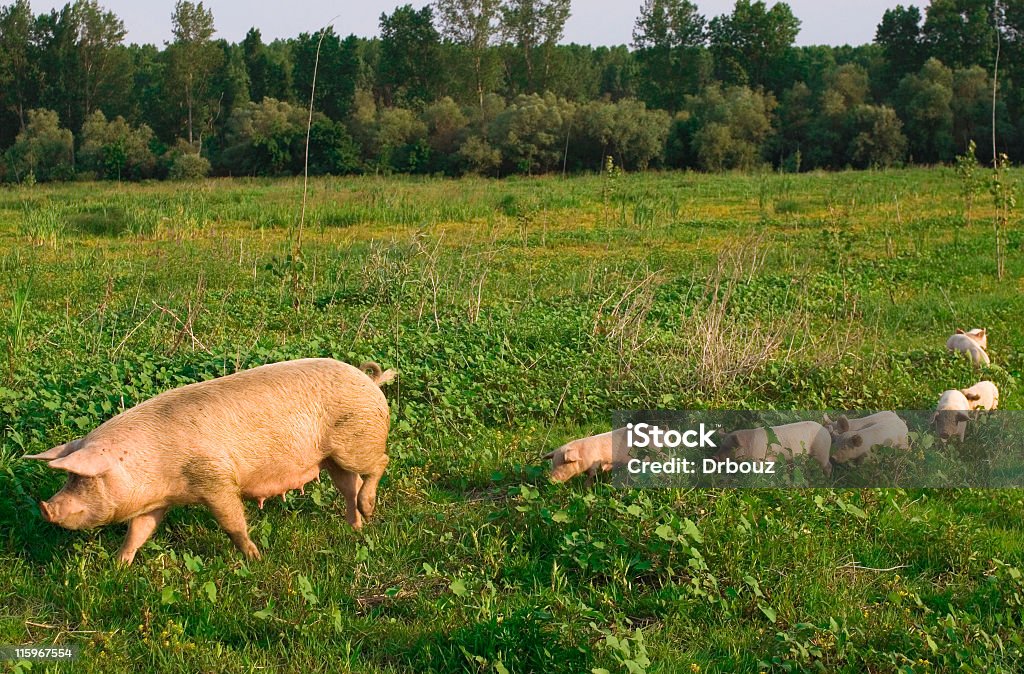 Los cerdos - Foto de stock de Cerdo libre de derechos