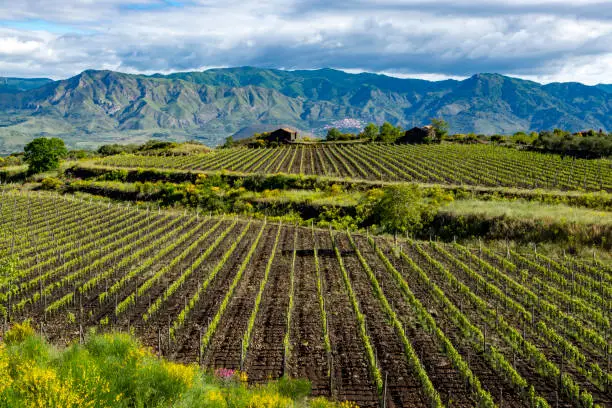 Landscape with green vineyards in Etna volcano region with mineral rich lava soil on Sicily, Italy