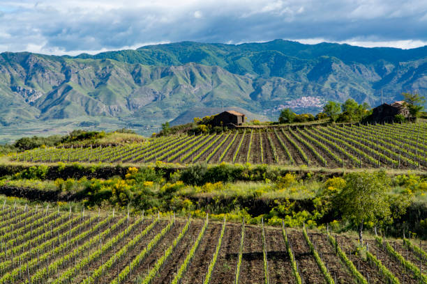 Landscape with green vineyards in Etna volcano region with mineral rich soil on Sicily, Italy Landscape with green vineyards in Etna volcano region with mineral rich lava soil on Sicily, Italy mt etna stock pictures, royalty-free photos & images