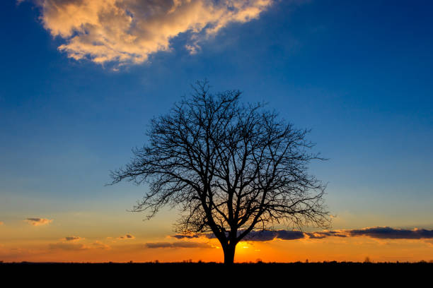 istock Sunset behind a lonely tree in the agricultural fields 1159675579
