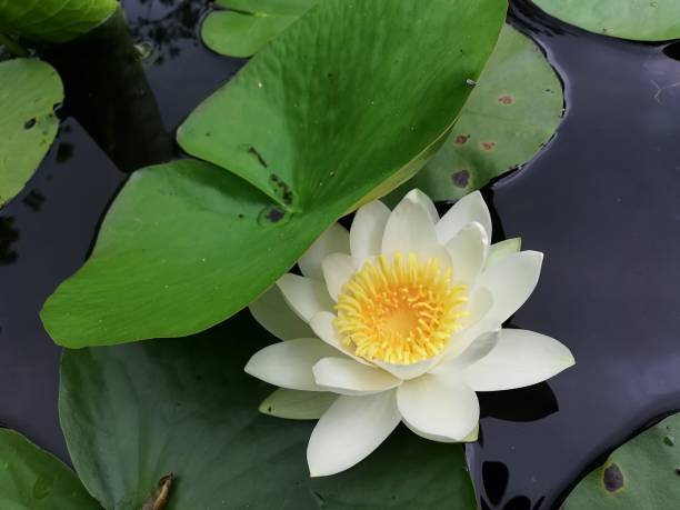 ninfea - lotus reflection flower single flower - fotografias e filmes do acervo