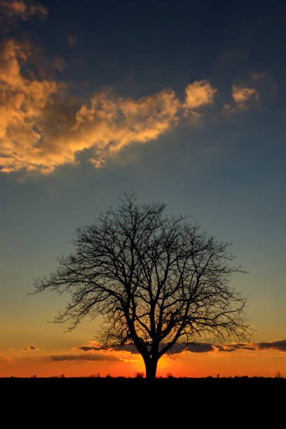 istock Sunset behind a lonely tree in the agricultural fields 1159675699