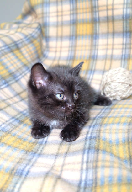 istock Black kitten with a ball 1159675884