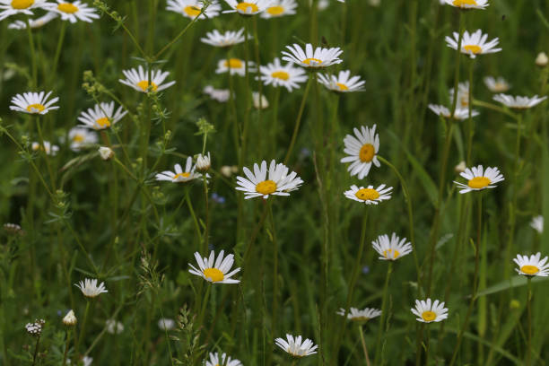 istock White daisies bloom in summer on meadow 1159676899
