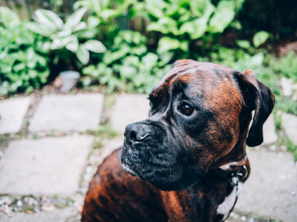 istock Boxer dog in garden 1159677501