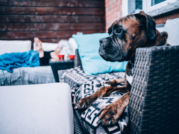istock Outdoor patio deck in summer with dog 1159678467