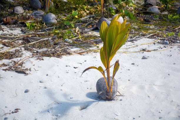 Cocos Nucifera, Young palm tree growing from coconut in Aitutaki