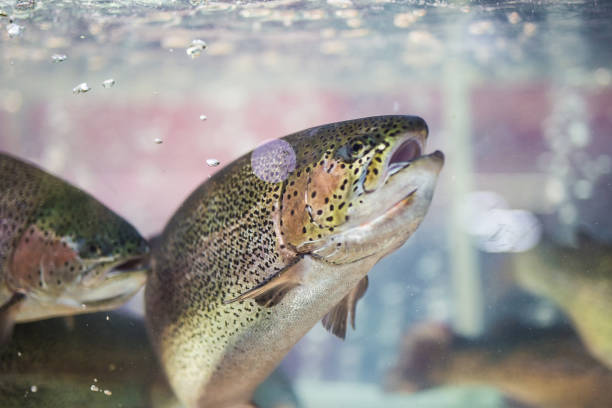 istock Steelhead trout or Rainbow trout close-up floating under water background 1159679092