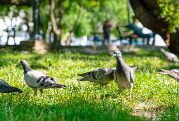 Pigeons looking for food on green grass.
