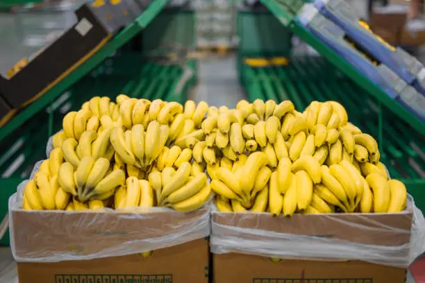 Photo of Fresh bananas in cardboard boxes on big market