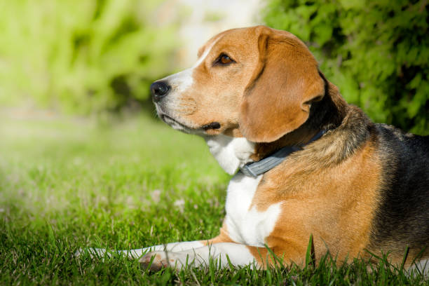 istock Beagle dog lying on the green grass. 1159680678