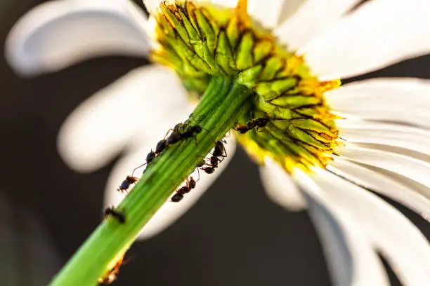 Photo of Ants on a dandelion flower