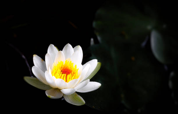 istock Portrait of a waterlily 1159681949