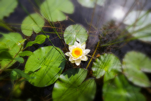 Portrait of a waterlily in a calm pond
