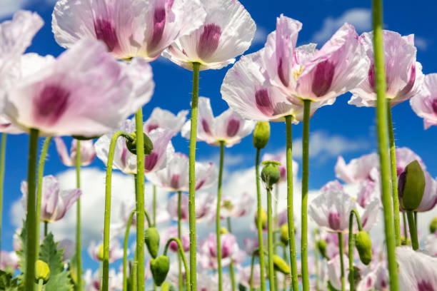 nahaufnahme foto von rosa mohnblumen wächst in einem sommerfeld mit hellblauen himmel und weißen wolken - oriental poppy poppy leaf close up stock-fotos und bilder