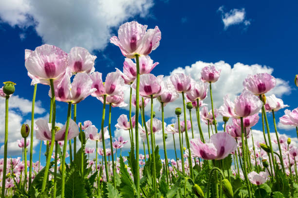 nahaufnahme foto von rosa mohnblumen wächst in einem sommerfeld mit hellblauen himmel und weißen wolken - oriental poppy poppy leaf close up stock-fotos und bilder