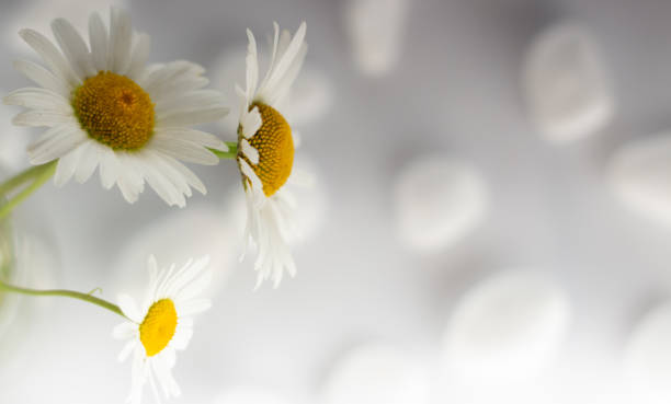 istock Chamomile flowers are covered with white stones for spa, relaxation concept, or chamomile tea. 1159683114