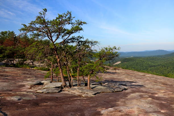 istock Tenacious pines on Stone Mountain 1159684100