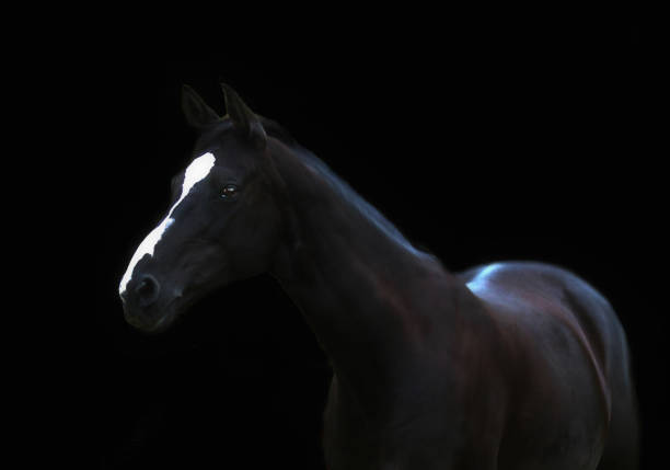 istock Portrait of Black Horse 1159685809