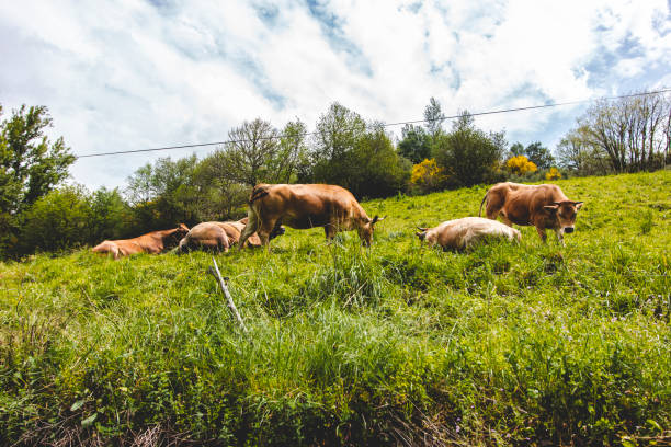 visuals, trails, culinary trees in the perigrinacao of the camino de santiago de compostela