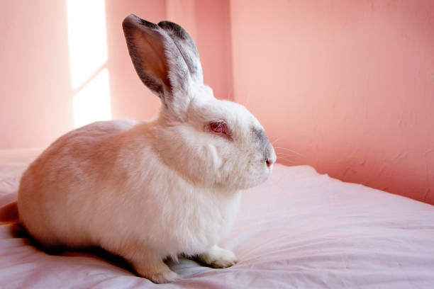 istock Pet White Rabbit in Pink Room 1159688246