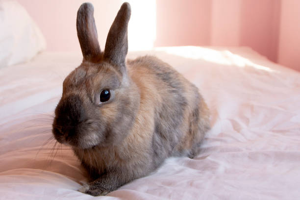 istock Pet Rabbit in pink room 1159688250