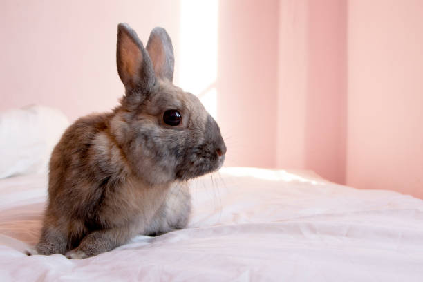 istock Pet Rabbit in pink room 1159688288