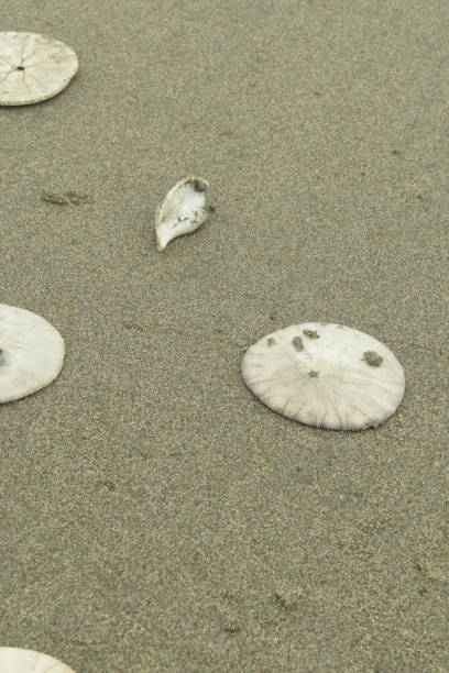 istock Sand Dollars On The Beach At Twin Harbor State Park 1159688303