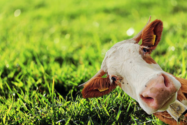 A curious cow looks around the corner. Curious Simmental cow