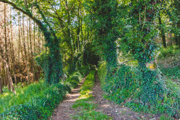 istock Way of Santiago de Compostela 1159691610