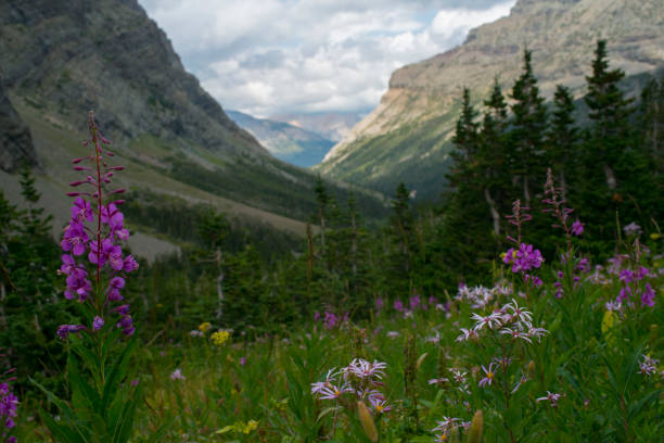 istock Flowers in Glacier National Park 1159691817