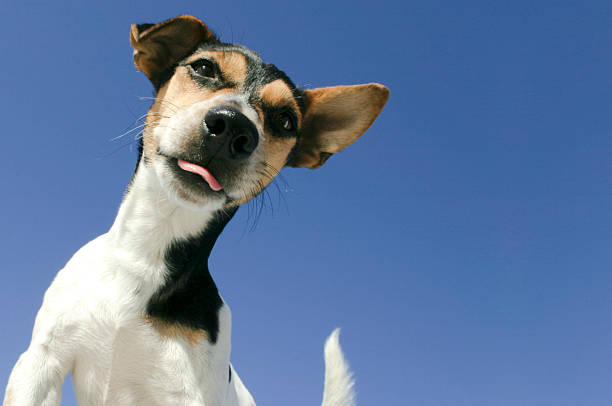 istock Small dog with outstretched tongue 115969186