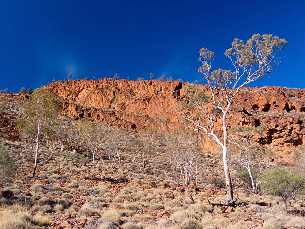 istock Coolibah trees and red cliffs in Flinders Ranges Australia 115969191