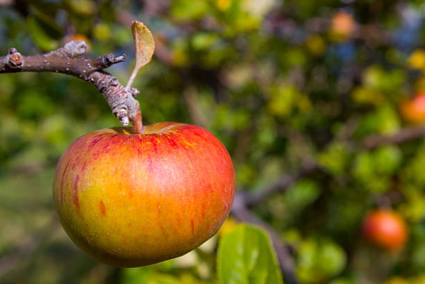 Fresh Red Apple on Tree in Huon Valley Tasmania Australia