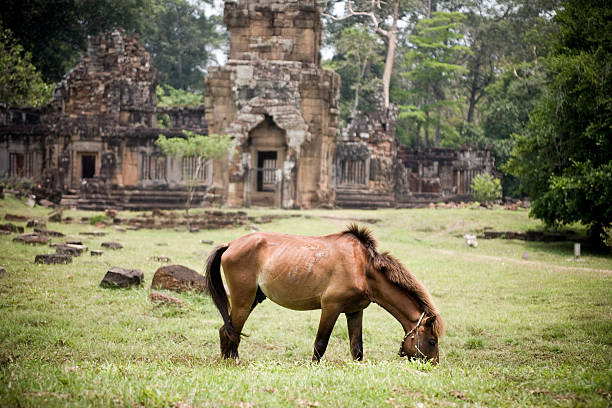 Horse Grazing at Angkor Wat, Cambodia stock photo