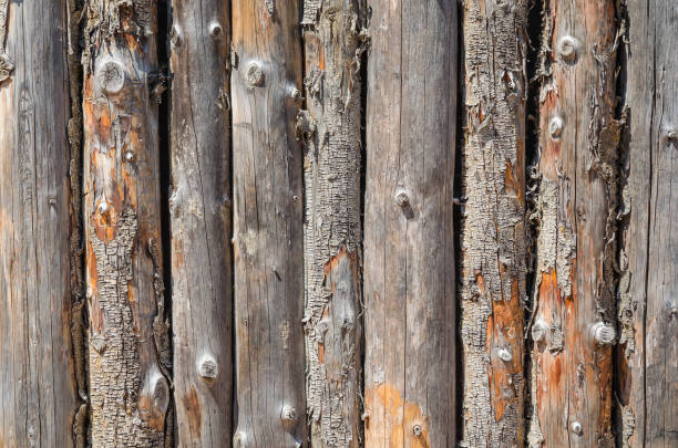 istock Background of the old birch logs. 1159695078