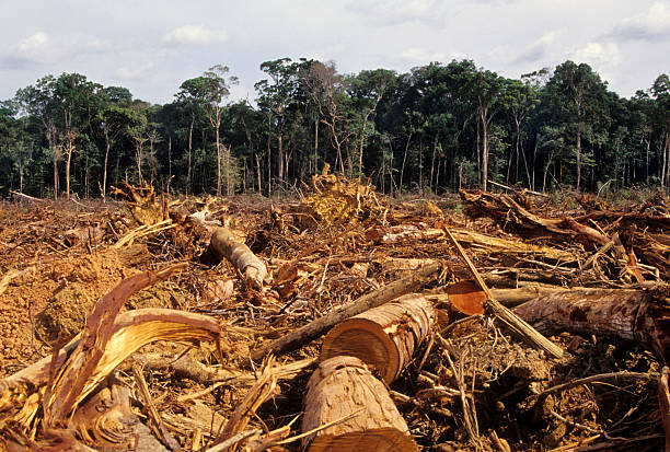 Deforestation Normal scene in the Amazon glade stock pictures, royalty-free photos & images