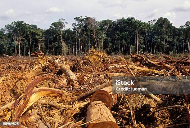 Deforestation Stock Photo - Download Image Now - Deforestation, Amazon Rainforest, Amazon Region