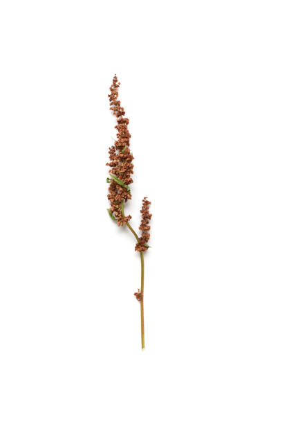istock Single Dried Plant - Rumex Cripus 1159695887