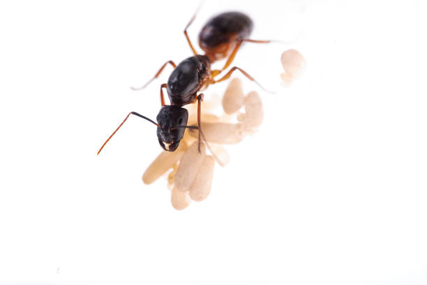 130+ Black Queen Ant Stock Photos, Pictures & Royalty-Free Images - iStock